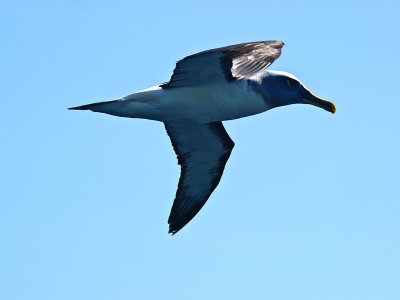 Grey-headed Albatross _9121249.jpg