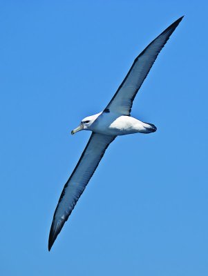 Juv. Shy Albatross _9121312.jpg