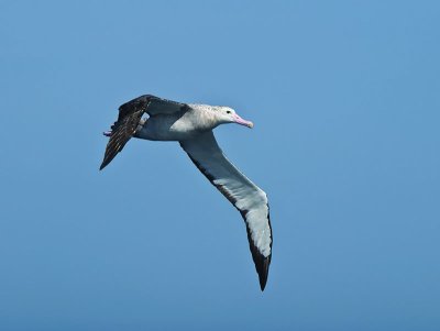 Wandering Albatross _9121071.jpg