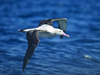 Wandering Albatross _9121136.jpg