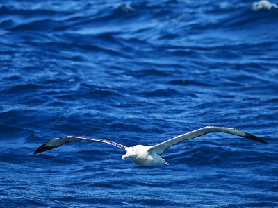Wandering Albatross _9121343.jpg