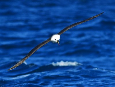 Yellow-nosed Albatross _9121326.jpg