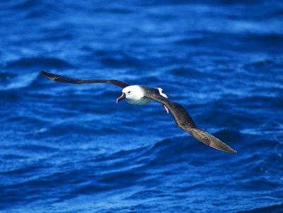 Yellow-nosed Albatross _9121385.jpg