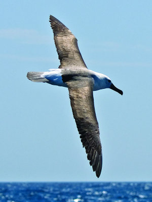 Yellow-nosed Albatross _9121265.jpg