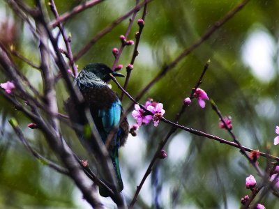 Tui in the Rain _9070704.jpg