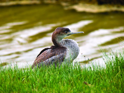 immaturte Pied Shag _8299782.jpg