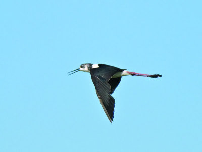juvenile Pied Stilt _8309884.jpg