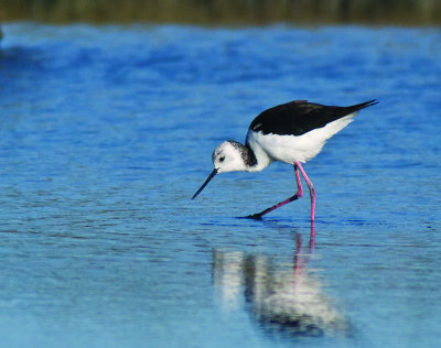 juvenile Pied Stilt _8319993.jpg