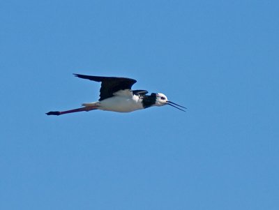 Pied Stilt _8310056.jpg