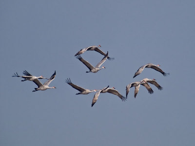 Crane Formation _C112508.jpg