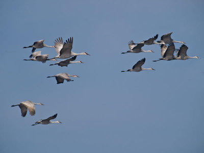 Cranes in Formation _C112488.jpg