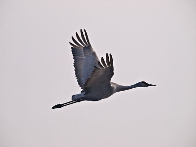 Sandhill Crane in the Haze _C112269.jpg
