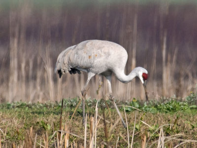 Sandhill Crane _C112299.jpg