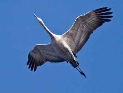 Sandhill Crane _C112528.jpg
