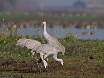 Sandhill Crane on Guard _C112428.jpg