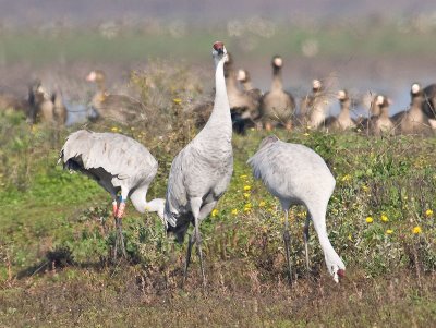 Sandhill Crane on Guard _C112462.jpg