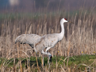 Sandhill Cranes _C112291.jpg