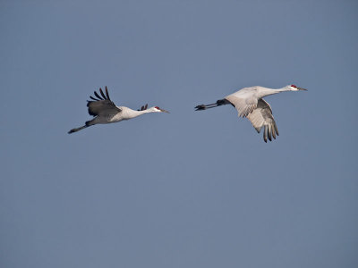 Sandhill Cranes _C112377.jpg