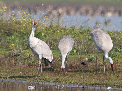 Sandhill Cranes _C112406.jpg