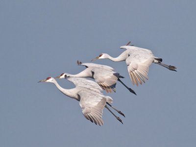 Sandhill Cranes landing _C112446.jpg