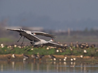 Sandhill Cranes turning final _C112451.jpg