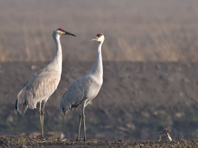 Sandhill Cranes at Dawn _C112251.jpg