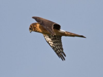Northern Harrier _C112357.jpg