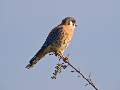 male Kestrel _C112574.jpg