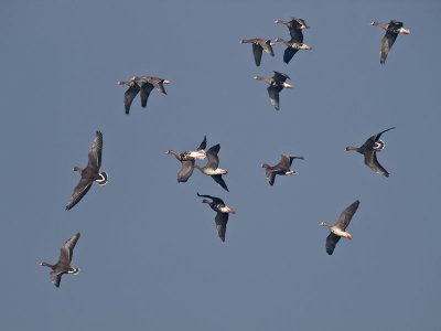 Greater White-fronted Geese _C112404.jpg