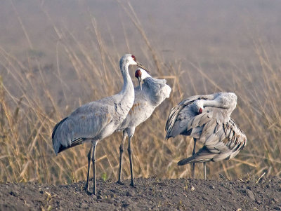 Cranes in the Mist at Dawn  _C112281