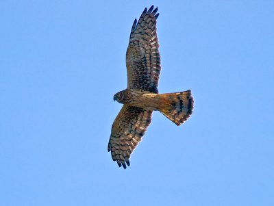 Northern Harrier _C136352.jpg