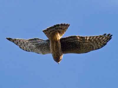 Northern Harrier _C136369.jpg