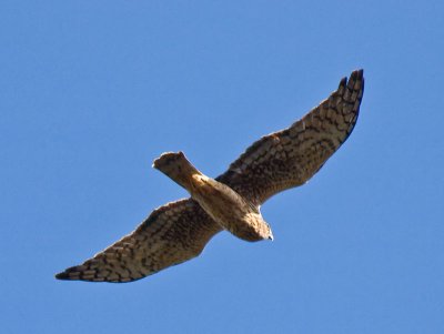 Northern Harrier _C136376.jpg