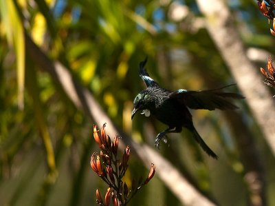 Tui _1066676.jpg