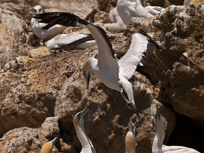 Gannets _1247490.jpg