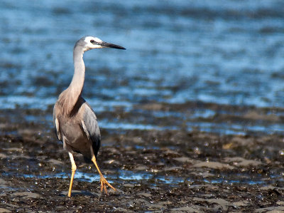 White-faced Heron _1036438.jpg