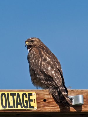 Red-shouldered Hawk _2277665.jpg