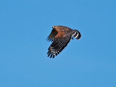 Red-shouldered Hawk _2277676.jpg