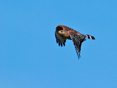 Red-shouldered Hawk _2277677.jpg