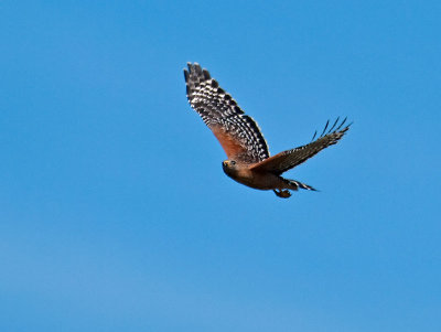 Red-shouldered Hawk _2277678.jpg