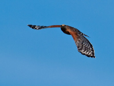 Red-shouldered Hawk _2277679.jpg