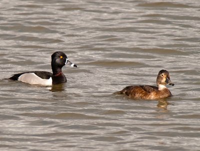 Ring-necked Ducks _2253816.jpg
