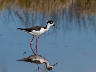 Black-necked Stilt _2273948.jpg