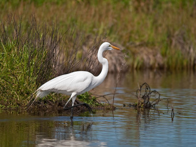 Great Egret _2273930.jpg