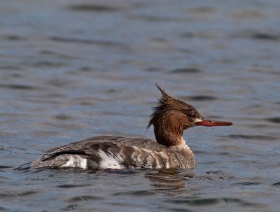 female Red-breasted Merganser _3148061.jpg
