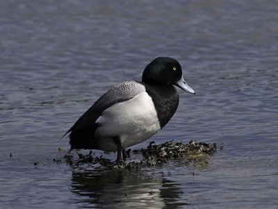 male Greater Scaup _3147948.jpg