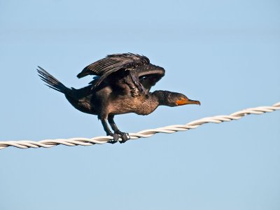 Double-crested Cormorant _3077929.jpg