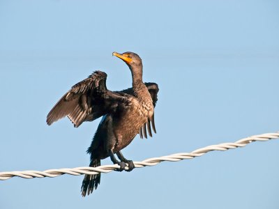 Double-crested Cormorant _3077940.jpg