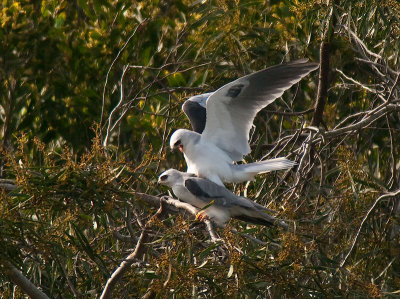 Getting into position_3208098.jpg