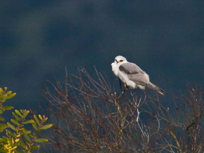 Nest morning, female off by herself _3218224.jpg